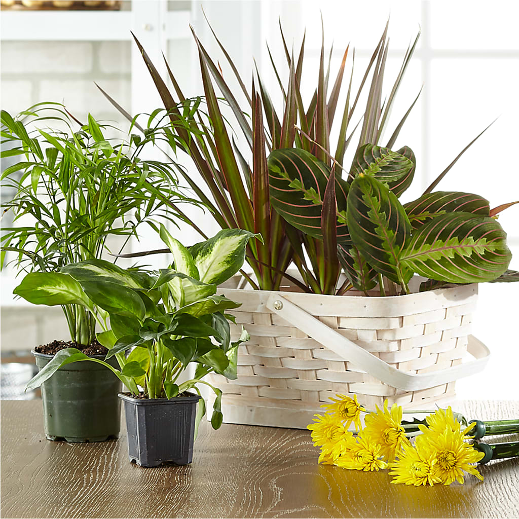 Florist Designed Blooming and Green Plants in a Basket – DAISY'S FLOWER SHOP, Hemet CA