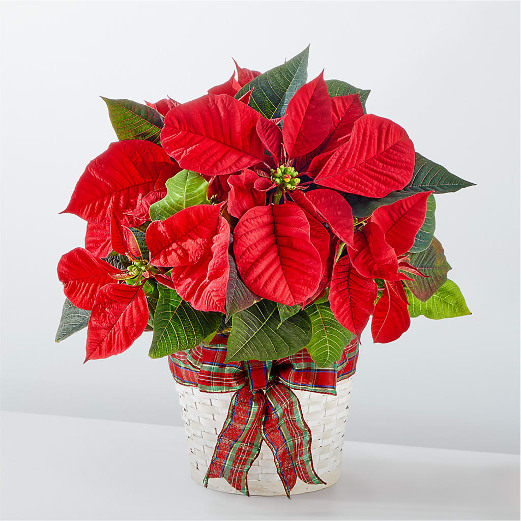 Happiest Holidays Poinsettia – DAISY'S FLOWER SHOP, Hemet CA