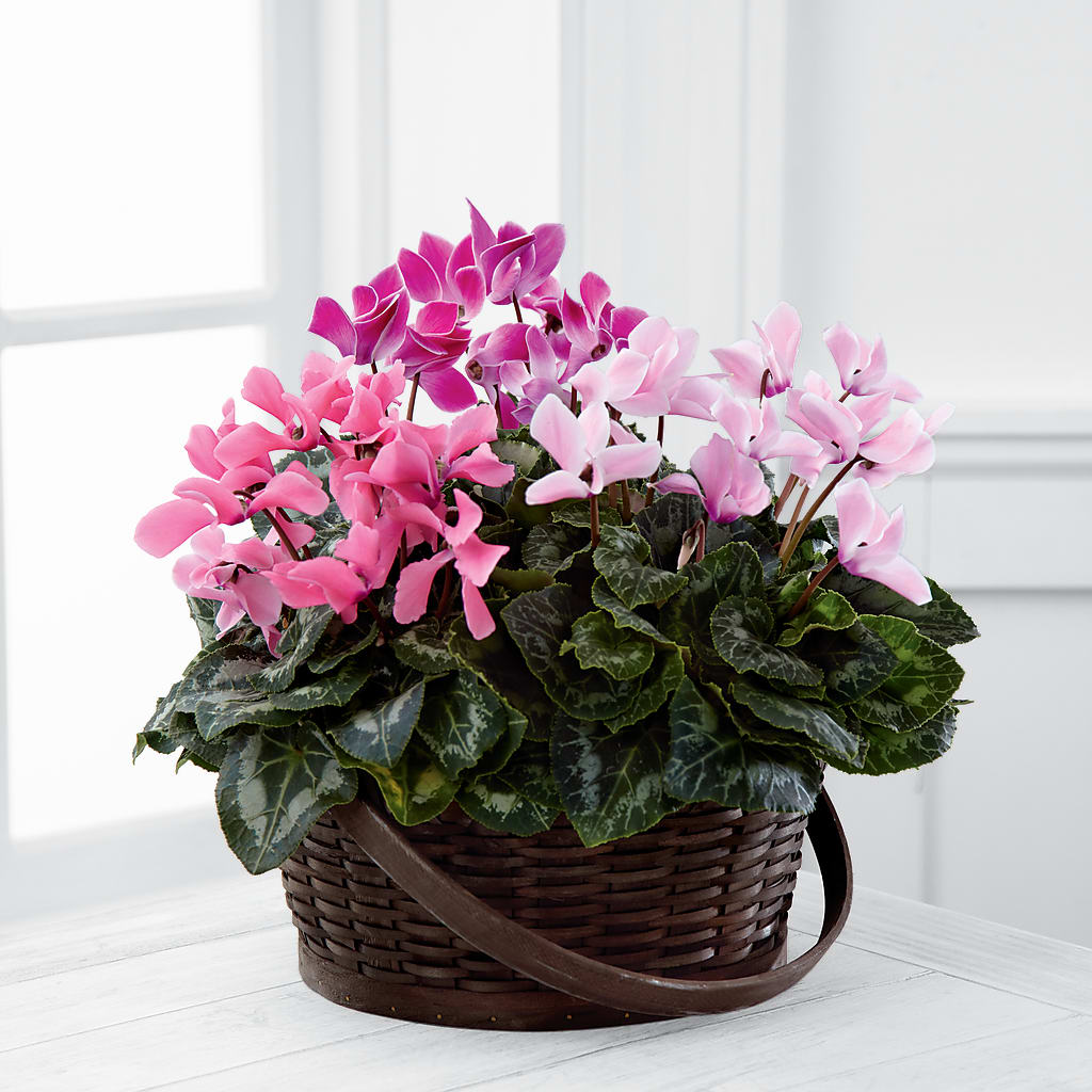 Mixed Cyclamen Planter – DAISY'S FLOWER SHOP, Hemet CA