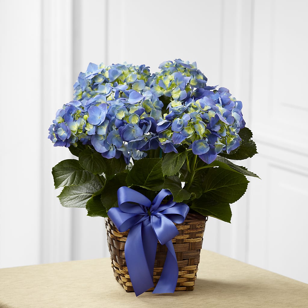 Blue Hydrangea Planter – DAISY'S FLOWER SHOP, Hemet CA