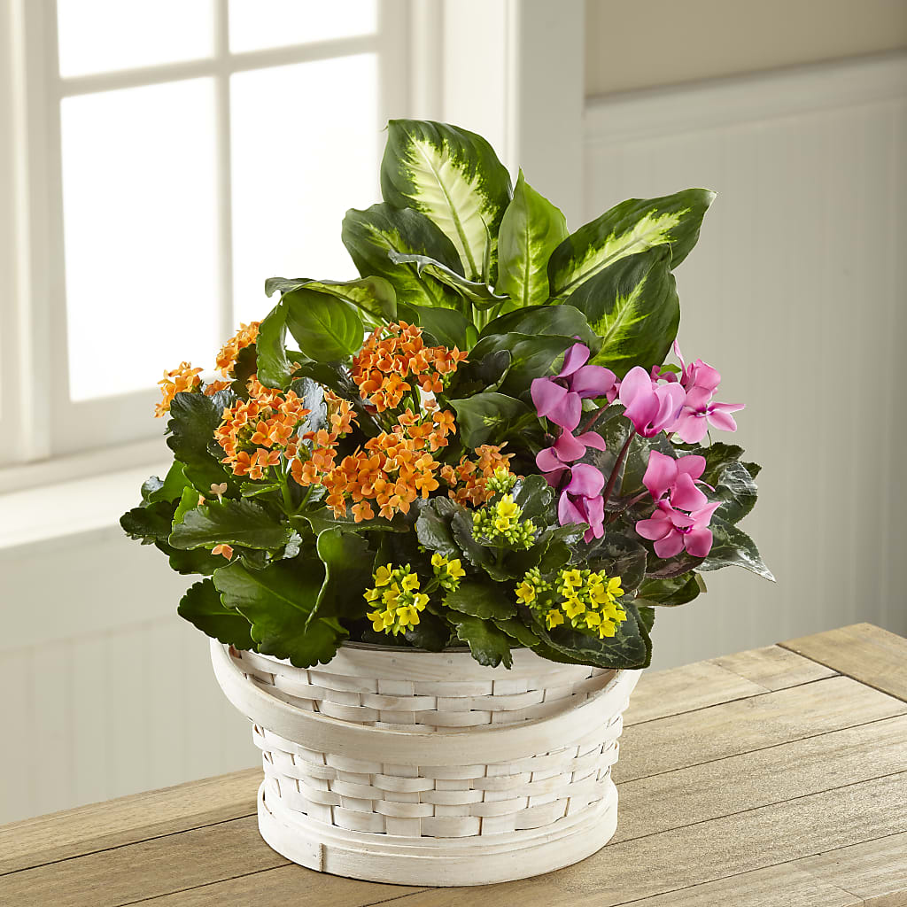 Color Crush Dishgarden – DAISY'S FLOWER SHOP, Hemet CA