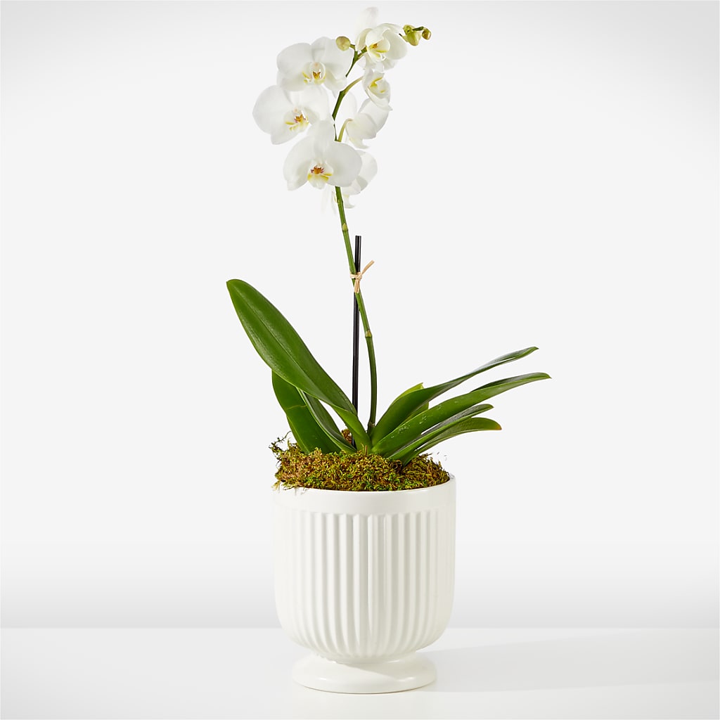 Whispering White Orchid – DAISY'S FLOWER SHOP, Hemet CA