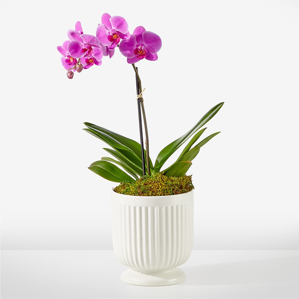 Friendly Fuchsia Orchid – DAISY'S FLOWER SHOP, Hemet CA