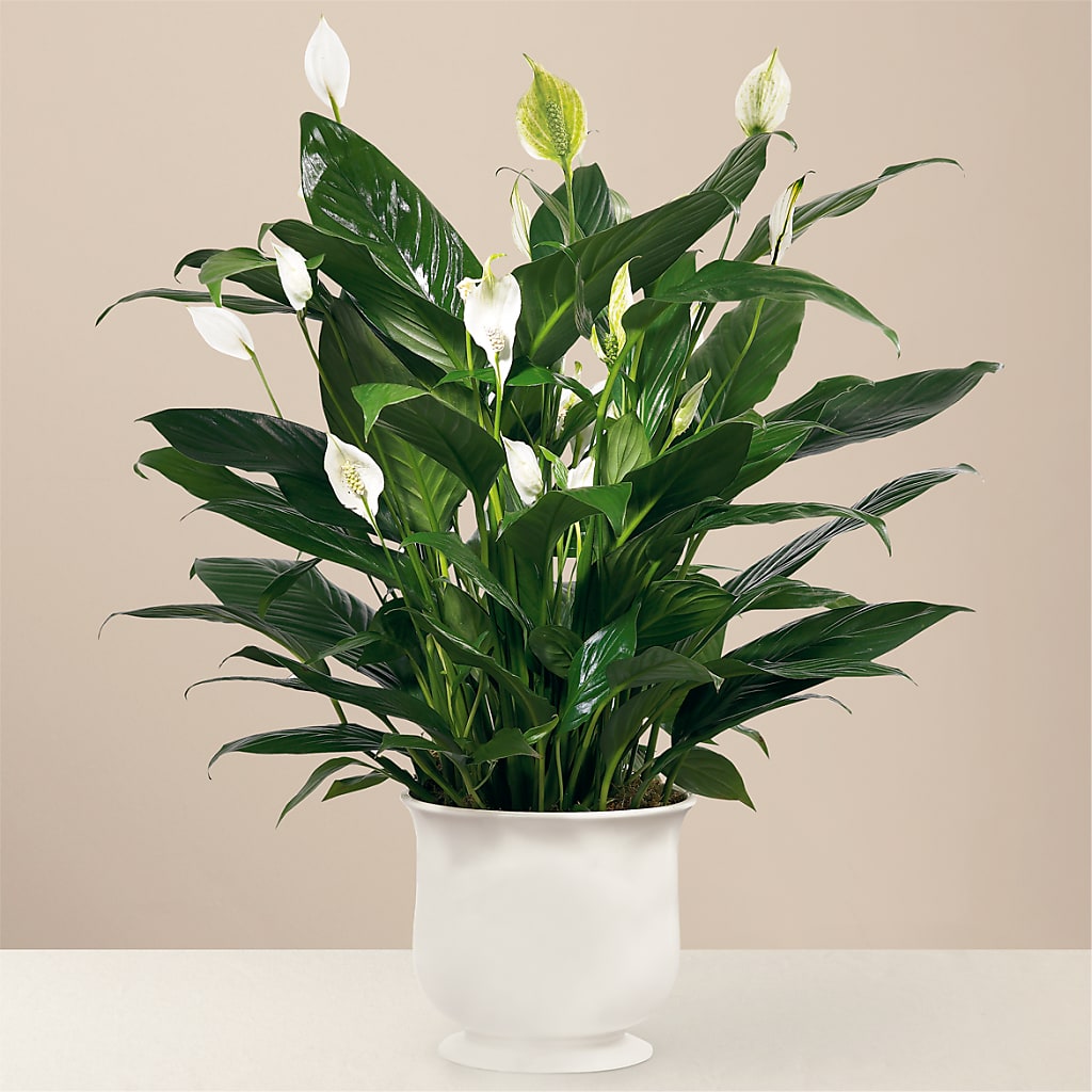 Comfort Planter – DAISY'S FLOWER SHOP, Hemet CA