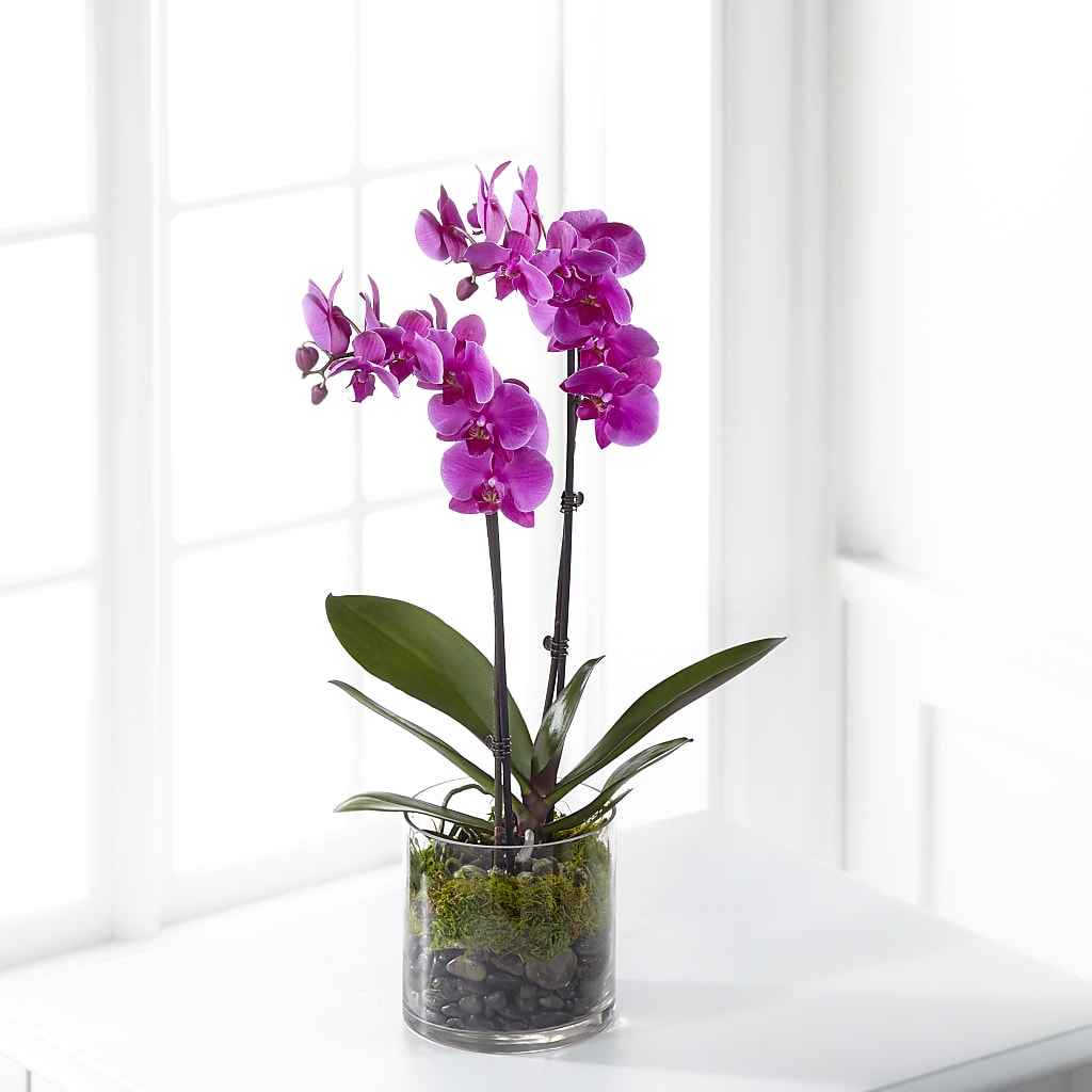 Pink Orchid Plant – DAISY'S FLOWER SHOP, Hemet CA