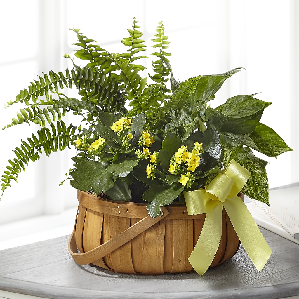 Always Dear Dishgarden – DAISY'S FLOWER SHOP, Hemet CA