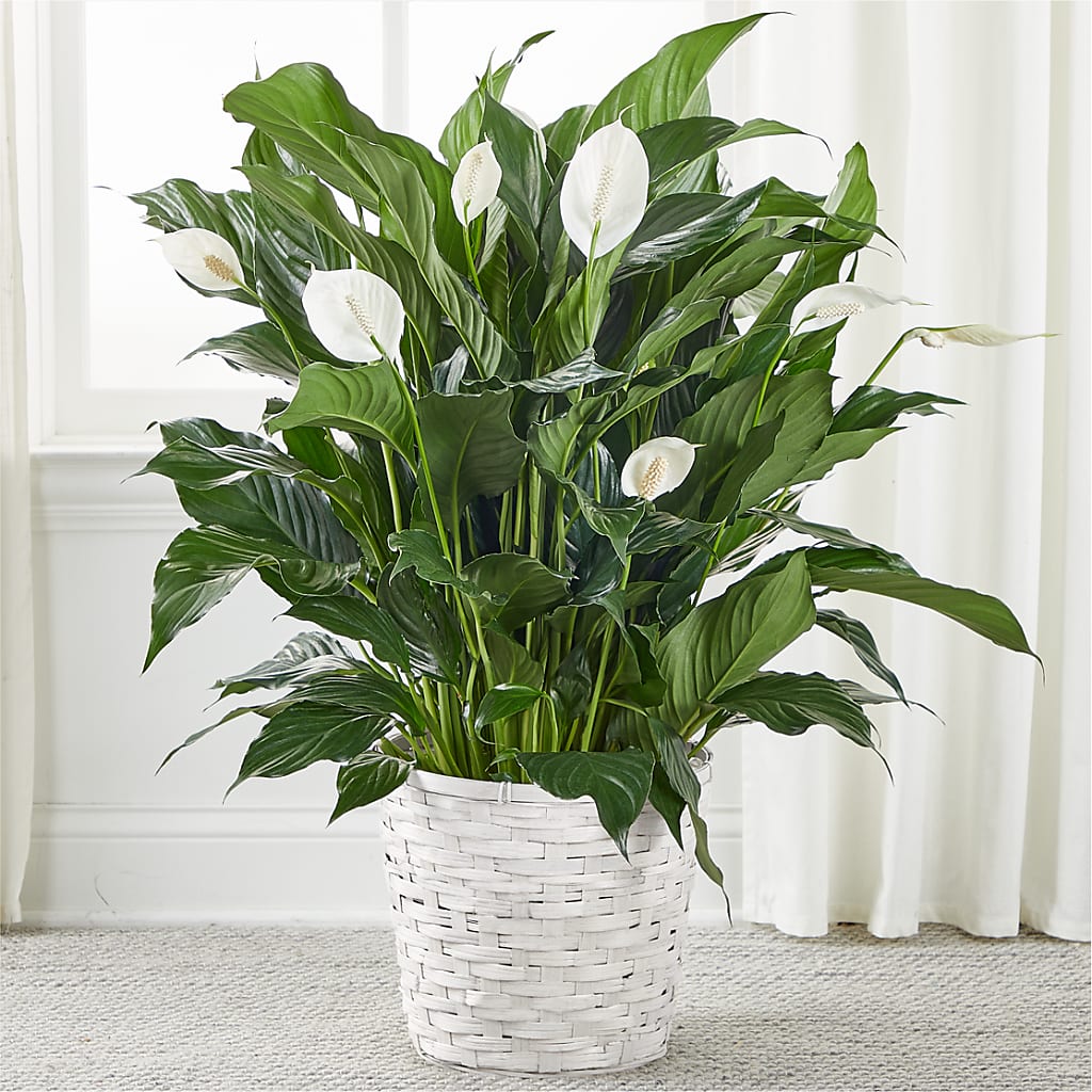 A New Leaf Peace Lily – DAISY'S FLOWER SHOP, Hemet CA