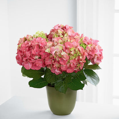 Pink Hydrangea Planter – DAISY'S FLOWER SHOP, Hemet CA
