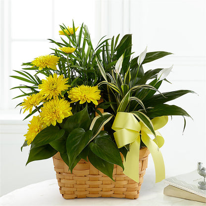 Loving Light Dishgarden – DAISY'S FLOWER SHOP, Hemet CA