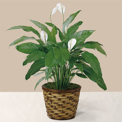 Tranquil Moments Peace Lily Plant – DAISY'S FLOWER SHOP, Hemet CA