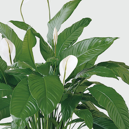 Tranquil Moments Peace Lily Plant – DAISY'S FLOWER SHOP, Hemet CA