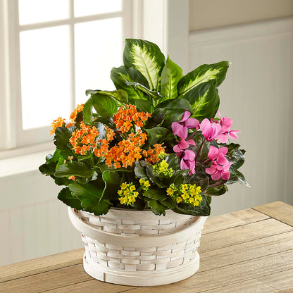 Color Crush Dishgarden – DAISY'S FLOWER SHOP, Hemet CA