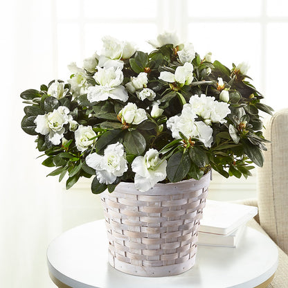 White Azalea Plant – DAISY'S FLOWER SHOP, Hemet CA