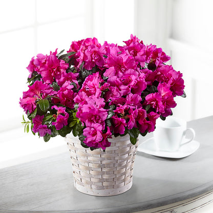 Hope & Serenity Azalea Plant – DAISY'S FLOWER SHOP, Hemet CA