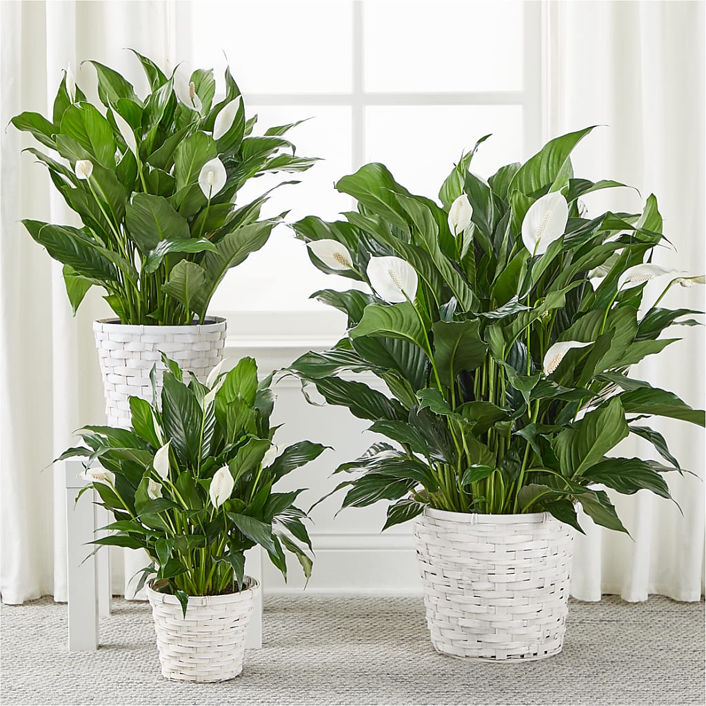 A New Leaf Peace Lily – DAISY'S FLOWER SHOP, Hemet CA